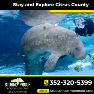 A manatee swimming in clear blue water in Citrus County, Florida with Storm Proof Roofing Systems