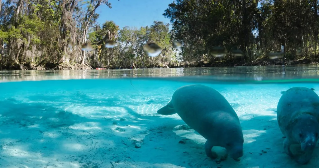 Manatees in Crystal River, FL